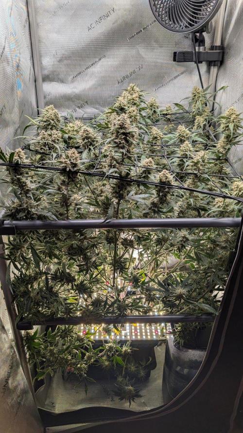 Sour Black Cherry Haze F2  by Speedrun. Week 11 - 29.09. Tag 71
