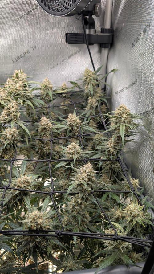 Sour Black Cherry Haze F2  by Speedrun. Week 11 - 29.09. Tag 71