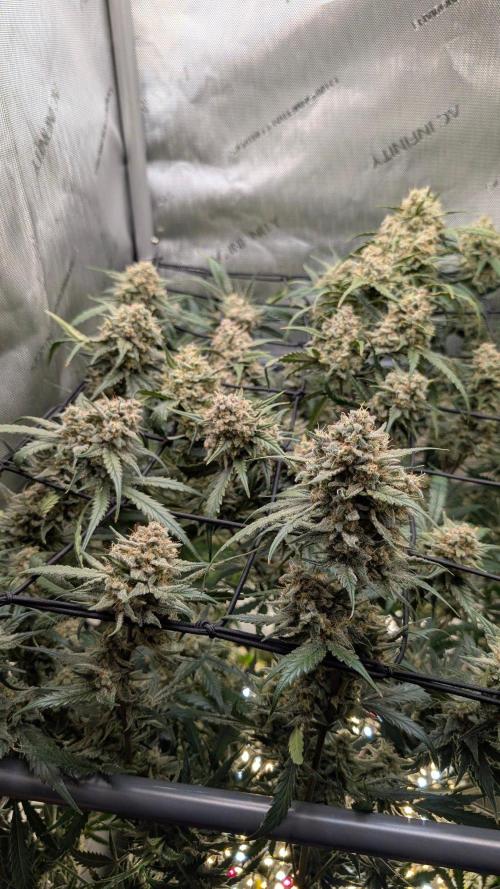 Sour Black Cherry Haze F2  by Speedrun. Week 11 - 29.09. Tag 71