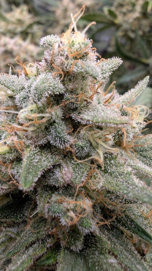 Sour Black Cherry Haze F2  by Speedrun. Week 11 - 29.09. Tag 71