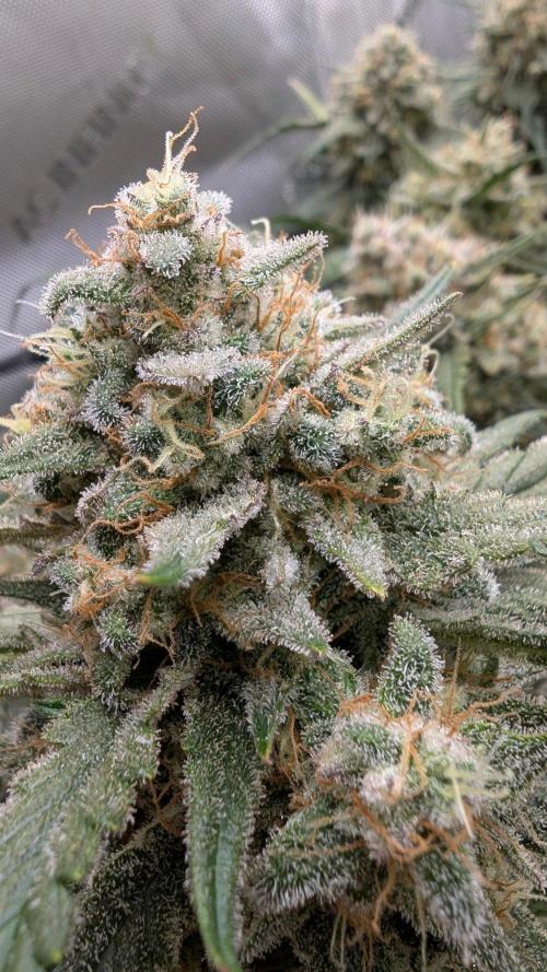 Sour Black Cherry Haze F2  by Speedrun. Week 11 - 29.09. Tag 71