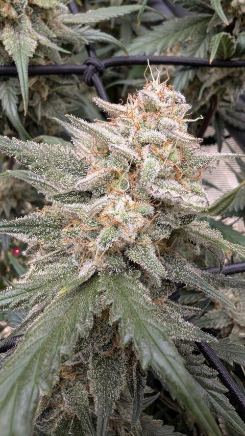 Sour Black Cherry Haze F2  by Speedrun. Week 11 - 29.09. Tag 71