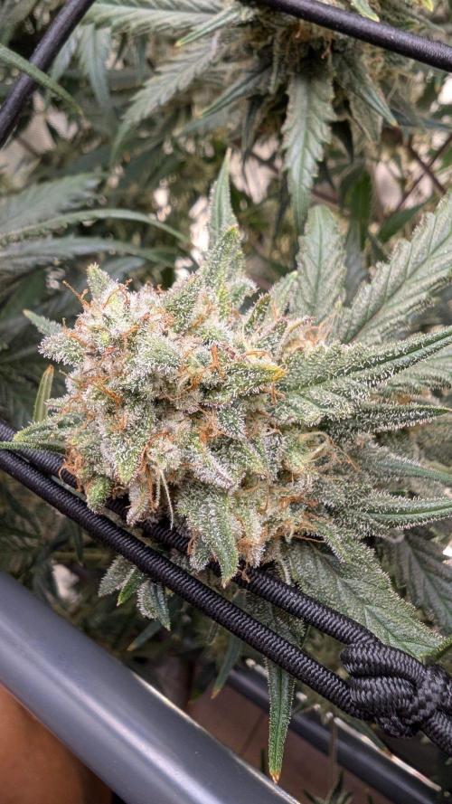 Sour Black Cherry Haze F2  by Speedrun. Week 11 - 29.09. Tag 71
