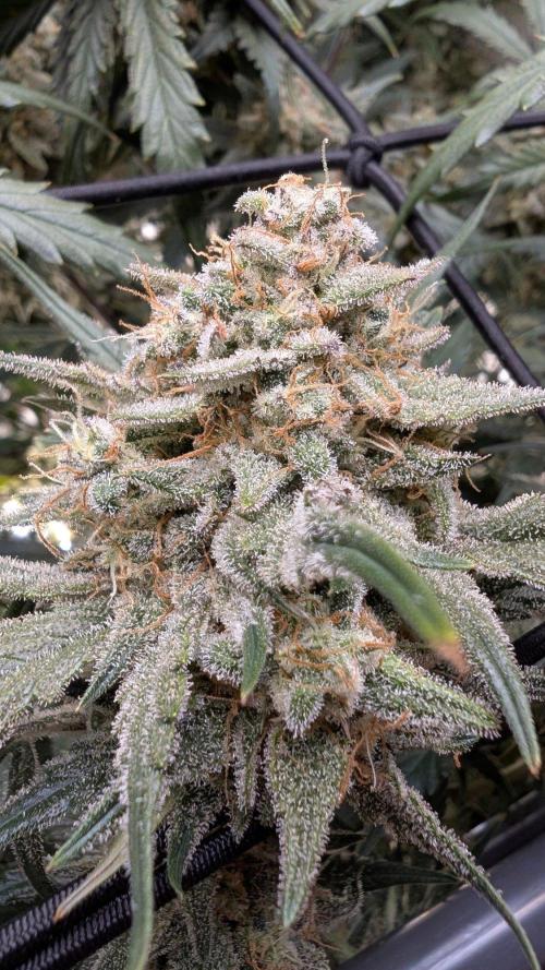 Sour Black Cherry Haze F2  by Speedrun. Week 11 - 29.09. Tag 71