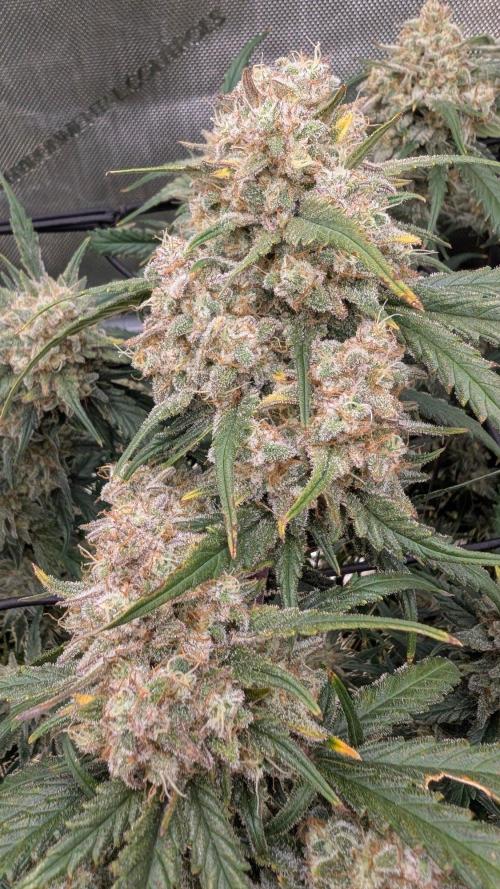 Sour Black Cherry Haze F2  by Speedrun. Week 11 - 29.09. Tag 71