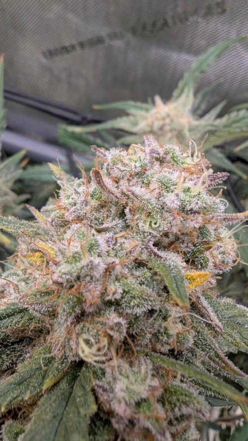 Sour Black Cherry Haze F2  by Speedrun. Week 11 - 29.09. Tag 71