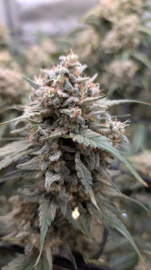 Sour Black Cherry Haze F2  by Speedrun. Week 11 - 02.10. Tag 74