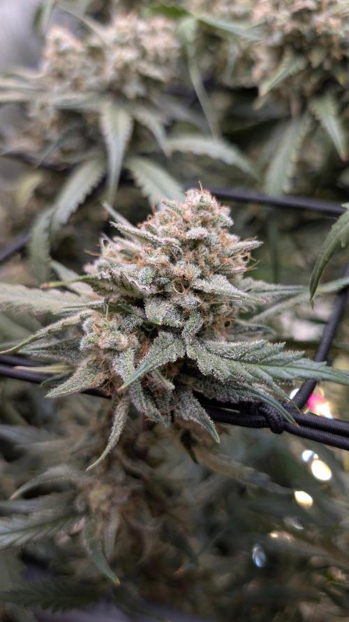 Sour Black Cherry Haze F2  by Speedrun. Week 11 - 02.10. Tag 74