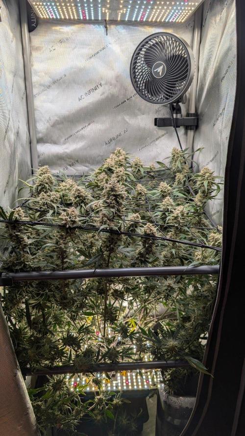 Sour Black Cherry Haze F2  by Speedrun. Week 11 - 02.10. Tag 74