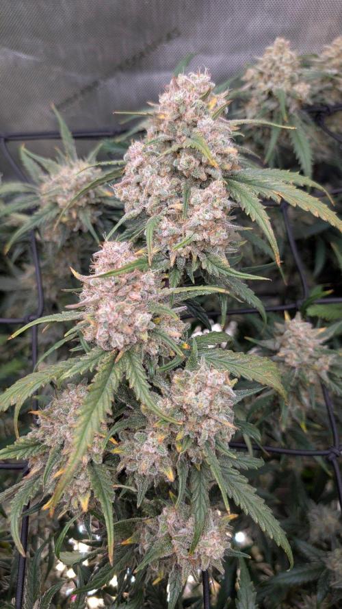 Sour Black Cherry Haze F2  by Speedrun. Week 11 - 02.10. Tag 74