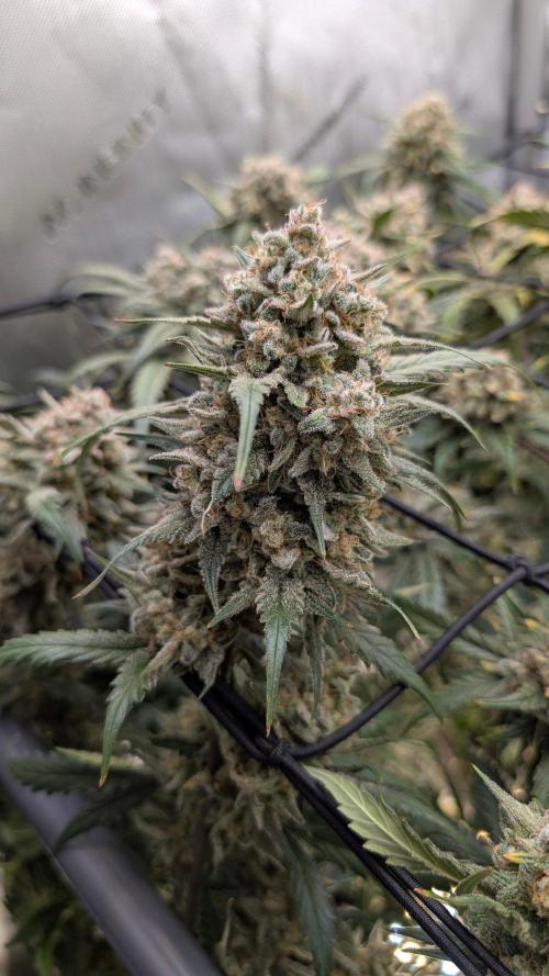 Sour Black Cherry Haze F2  by Speedrun. Week 12 - 06.10. Tag 78