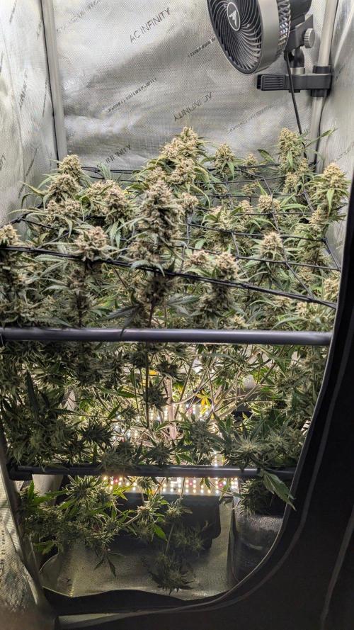 Sour Black Cherry Haze F2  by Speedrun. Week 12 - 06.10. Tag 78