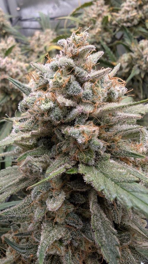 Sour Black Cherry Haze F2  by Speedrun. Week 12 - 06.10. Tag 78