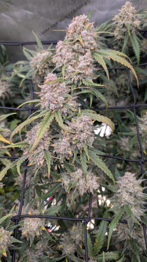 Sour Black Cherry Haze F2  by Speedrun. Week 12 - 06.10. Tag 78