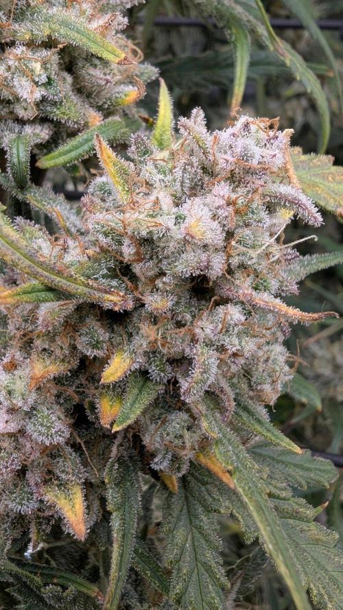 Sour Black Cherry Haze F2  by Speedrun. Week 12 - 06.10. Tag 78