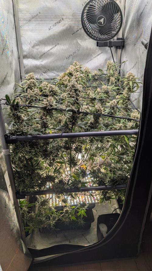 Sour Black Cherry Haze F2  by Speedrun. Week 12 - 10.10. Tag 82