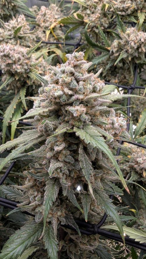 Sour Black Cherry Haze F2  by Speedrun. Week 12 - 10.10. Tag 82