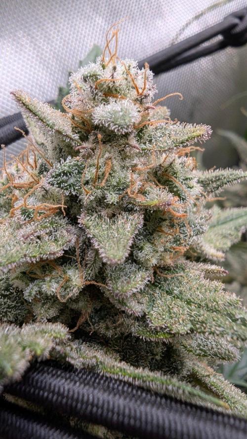 Sour Black Cherry Haze F2  by Speedrun. Week 12 - 10.10. Tag 82