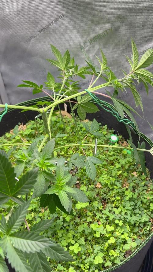 Divine Jelly - Organic Living Soil Grow