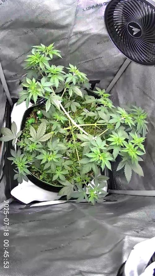 Divine Jelly - Organic Living Soil Grow