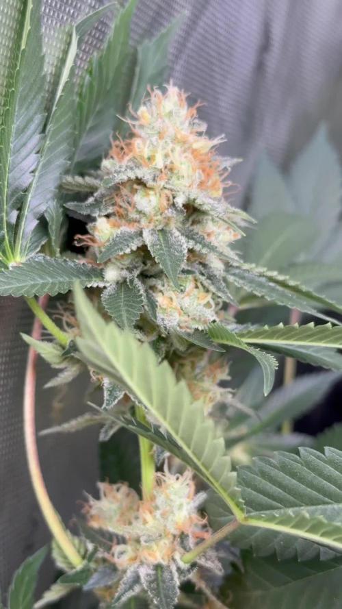 Divine Jelly - Organic Living Soil Grow