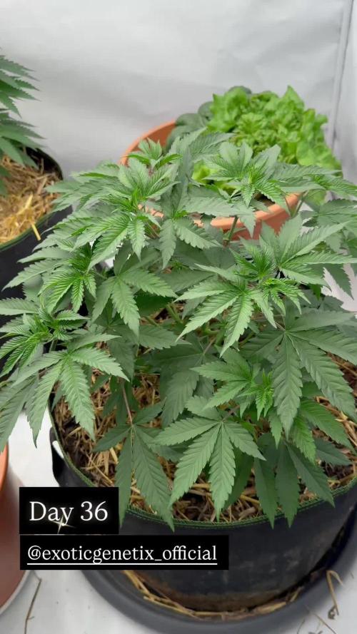 Event Horizon - Living Soil Run