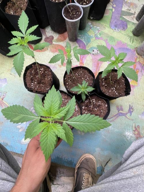 Indoor R1. Week 2