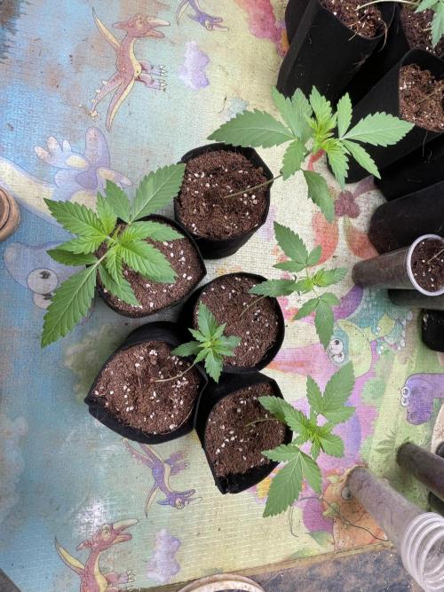 Indoor R1. Week 2