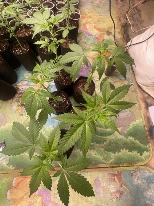 Indoor R1. Week 3