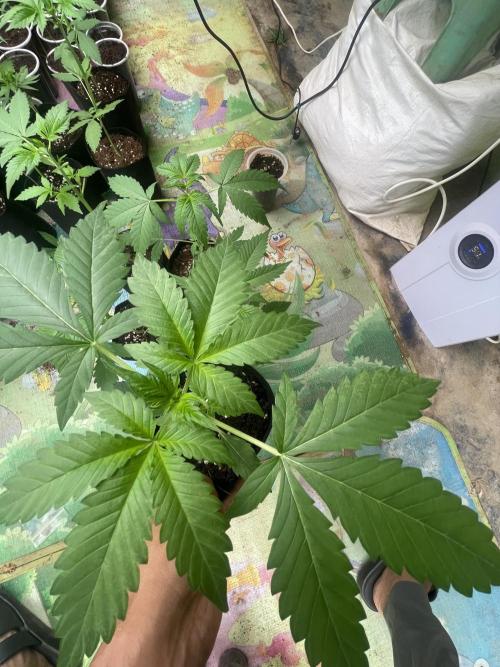 Indoor R1. Week 3