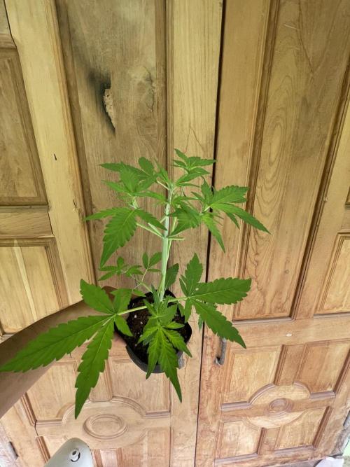 Indoor R1. Week 4