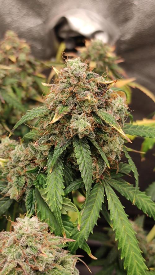 Wedding Cake Auto . Week 12