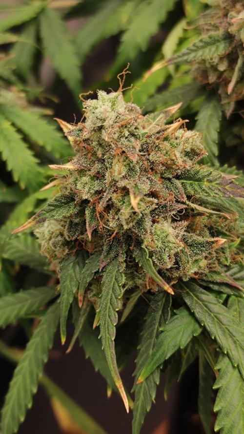 Wedding Cake Auto . Week 12