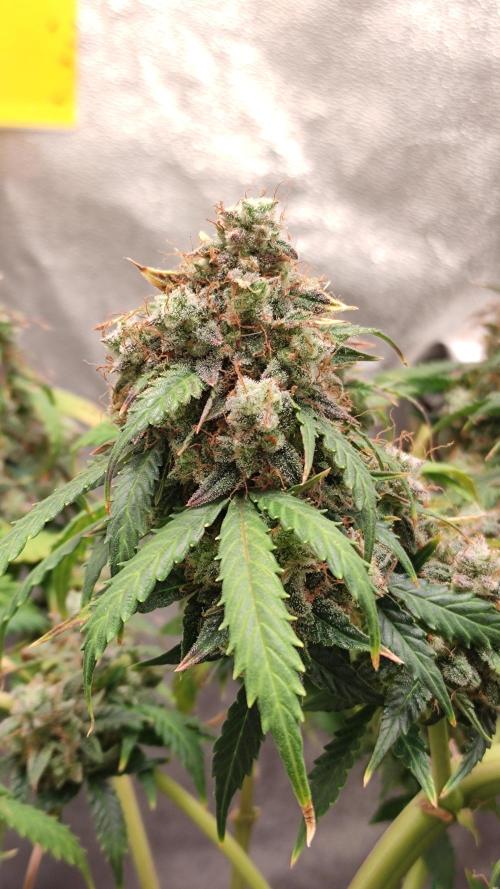 Wedding Cake Auto . Week 12