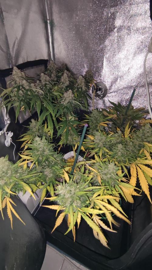 Wedding Cake Auto . Week 12