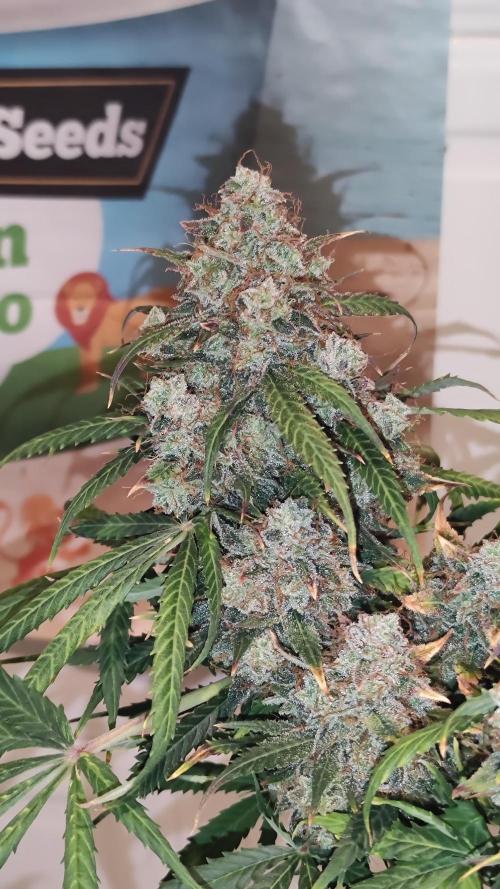 Wedding Cake Auto . Week 12