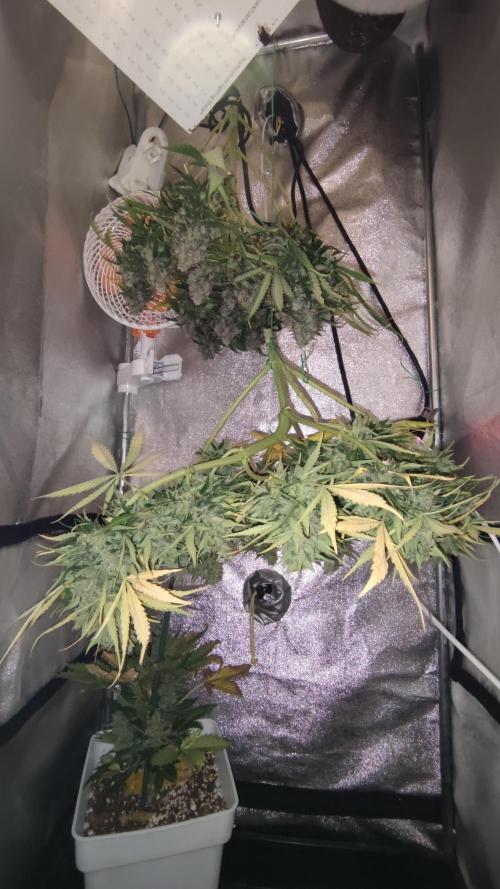 Wedding Cake Auto . Week 12