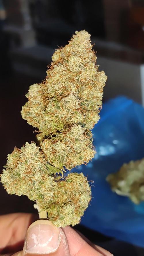 Wedding Cake Auto . Week 12