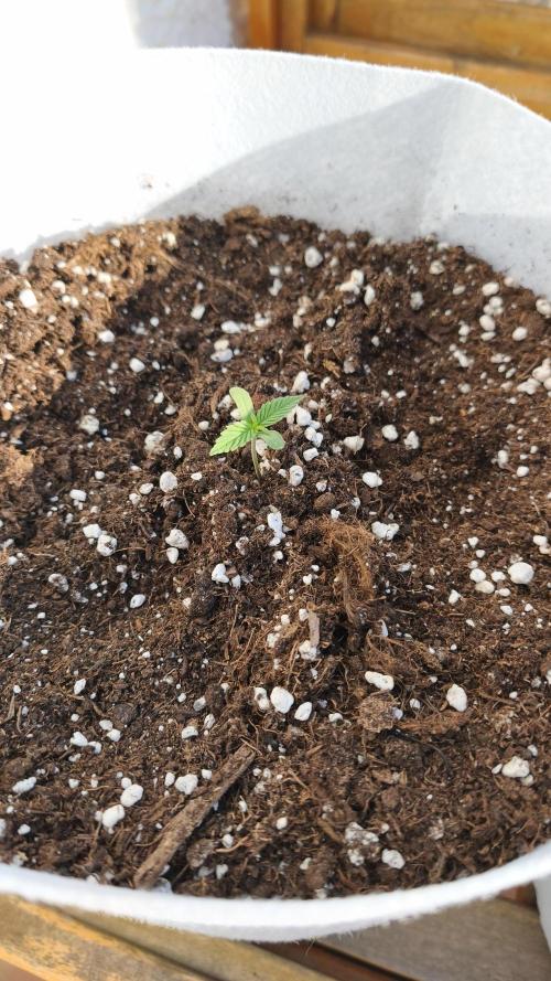Creamzilla Auto. Week 1