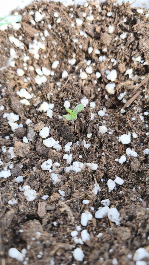Medikit CBD Auto. Week 1