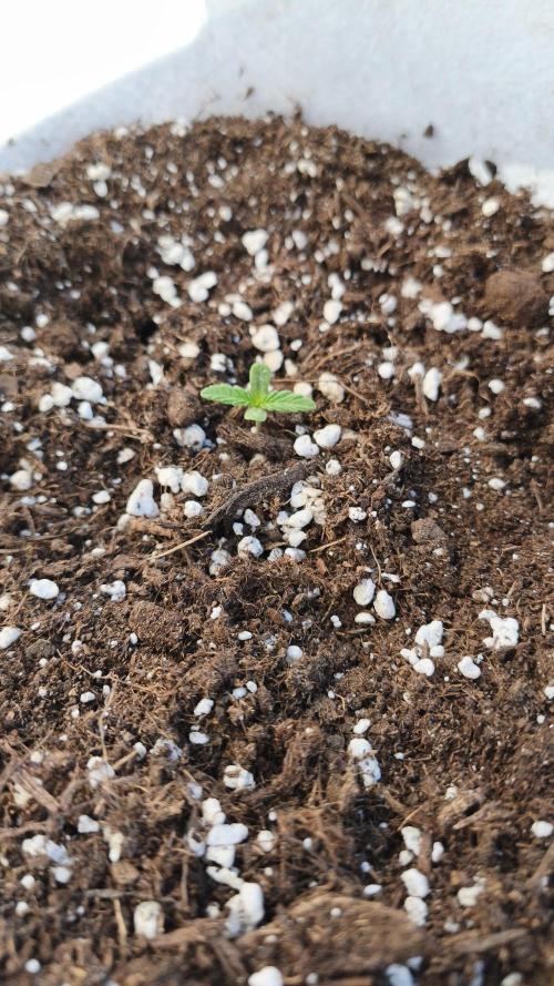 Medikit Auto . Week 1