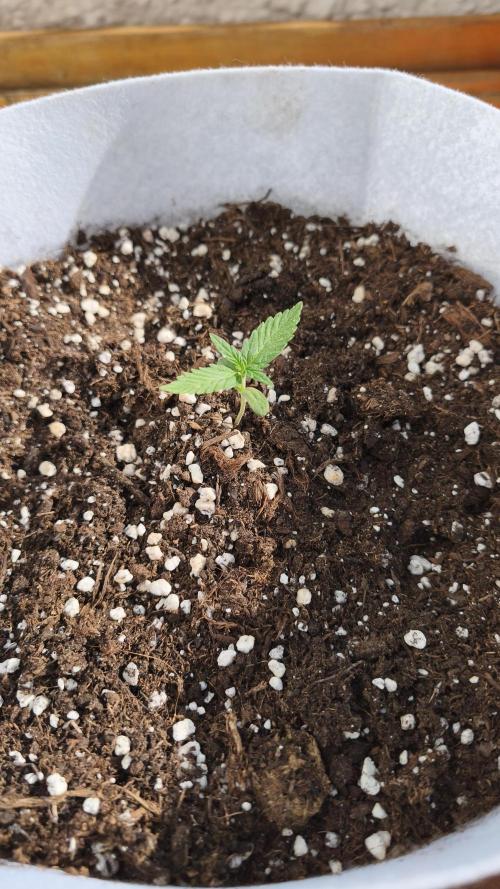 Creamzilla Auto. Week 2