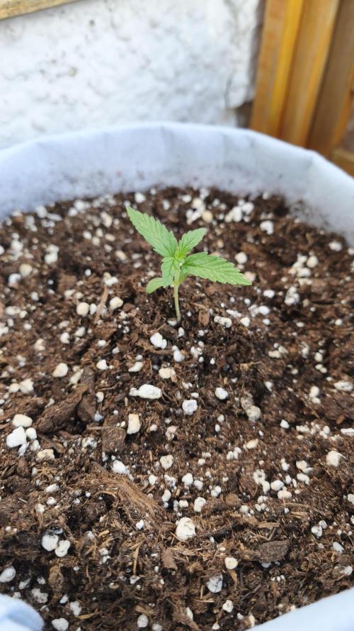 Creamzilla Auto. Week 2