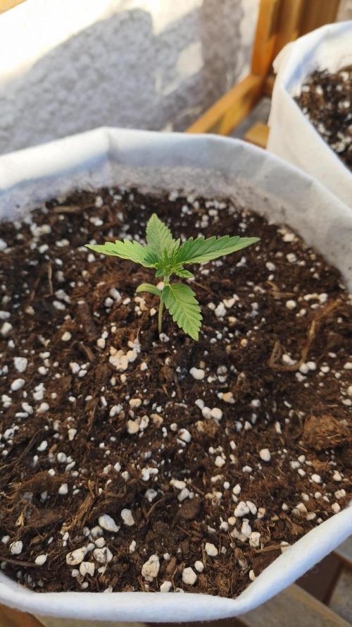 Creamzilla Auto. Week 2
