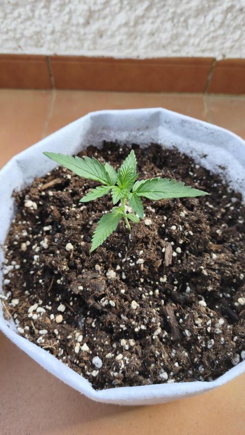 Creamzilla Auto. Week 2