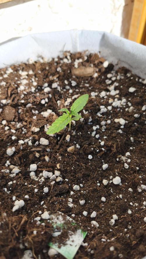 Medikit CBD Auto. Week 2