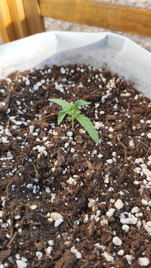Medikit CBD Auto. Week 2