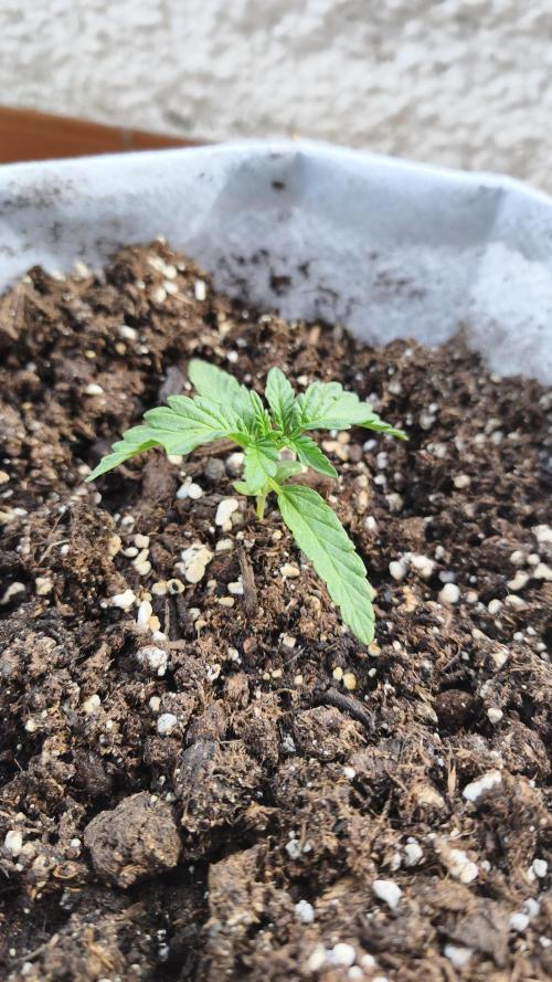 Medikit Auto . Week 2