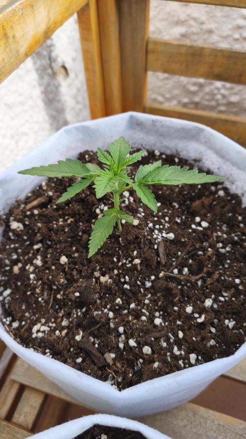 Creamzilla Auto. Week 3