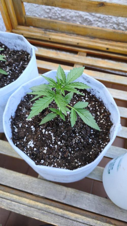 Creamzilla Auto. Week 3